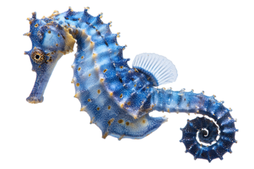 Detailed blue seahorse isolated on transparent background