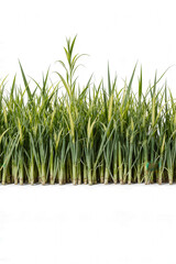 Obraz premium Lush Green Grass: A vibrant, healthy patch of long green grass flourishes.