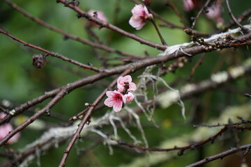Flores de capulí rosadas