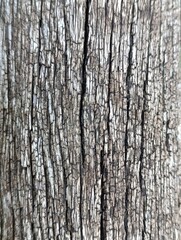 birch bark texture