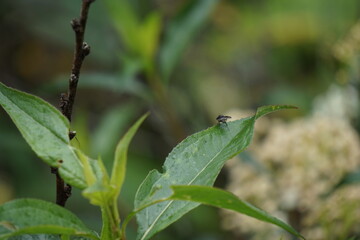 Mosca en su hoja