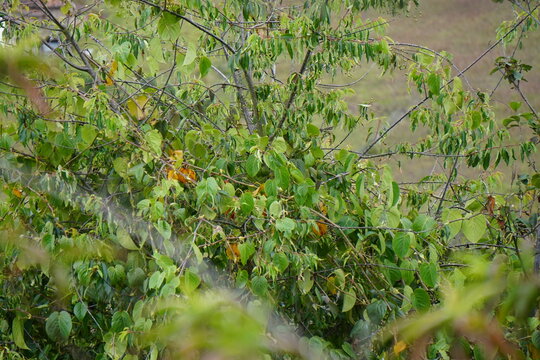 Planta de capul&iacute; y granadilla