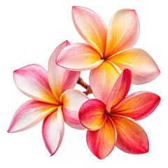Fototapeta premium Plumeria frangipani flowers red yellow pink isolated on transparent background image png vibrant tropical blossoms close-up png colorful flora isolated on clear background image png botanical beauty