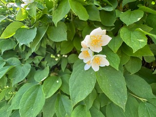 Close-up of a white Philadelphus lewisii flower in bloom, surrounded by green foliage.  Lewis' mock-orange, mock-orange, Gordon's mockorange, wild mockorange, Indian arrowwood, or syringa.