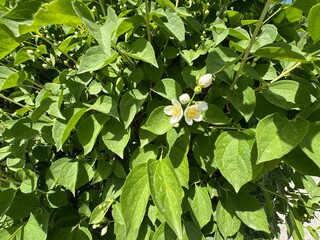 Fototapeta premium Close-up of a white Philadelphus lewisii flower in bloom, surrounded by green foliage. Lewis' mock-orange, mock-orange, Gordon's mockorange, wild mockorange, Indian arrowwood, or syringa.