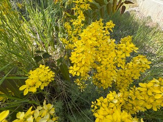Close-up of blooming St. John's Wort (Hypericum perforatum) with vibrant yellow flowers in natural...