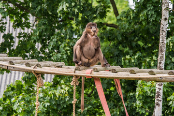 Female Gelada baboon Theropithecus gelada, the bleeding-heart monkey or the gelada baboon