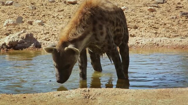Spotted hyaena drinking at catching a bug in water in Kgalagadi transfrontier park, South Africa ; Specie Crocuta crocuta family of Hyaenidae