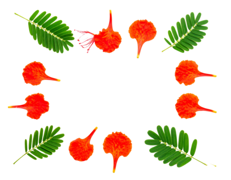 “Flat Lay of Royal Poinciana Flowers and Leaves, Botanical Arrangement Isolated”. - Powered by Adobe