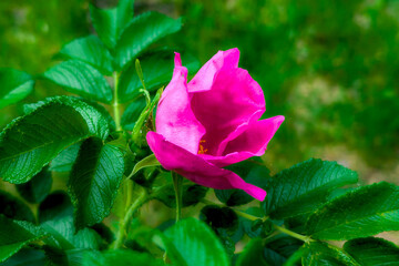 Bright pink flower blooming among lush green leaves in a vibrant garden during the summer season...