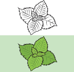 mint clipart design. 