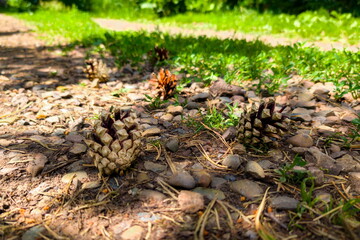 Pinecones scattered on a rocky path surrounded by green foliage during a sunny day in a forested area