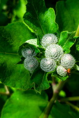 Close-up view of insect galls on green leaves displaying unique round structures in a natural...