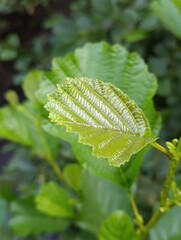 green fern leaf