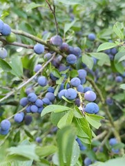 blueberries on a branch