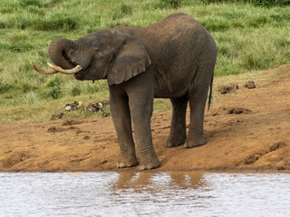 Adult elephant drinking near to the lake in Aberdare Park, Kenya