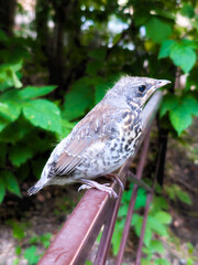 Young bird perched on a rusty fence in a lush garden during a sunny afternoon