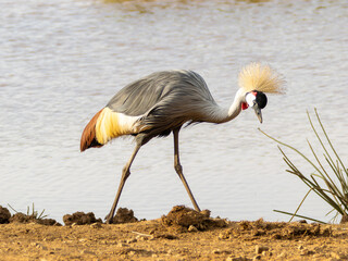 Gray Crowned Crane next to the lake in Aberdare National Park in Kenya