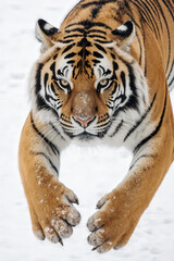 Naklejka premium Tiger Stalks in Snow: A majestic tiger strides through a snow-covered landscape, its powerful gaze locked, ready to pounce in a stunning, photorealistic capture.
