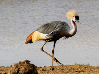 Gray Crowned Crane next to the lake in Aberdare National Park in Kenya