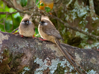 Two Speckled Mousebird in Aberdardare National Park in Kenya