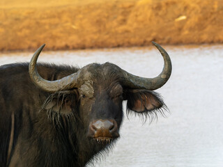 African buffalo next to lake in the Aberdare National Park in Kenya