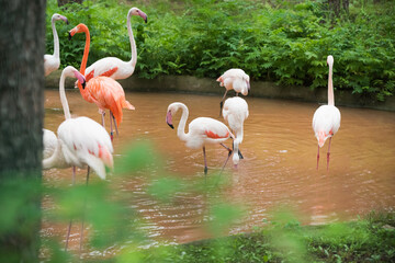 American Flamingo walking in a pond