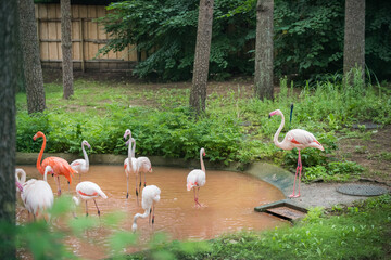 American Flamingo walking in a pond
