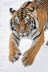 Fototapeta premium Tiger Stride in Snow: A majestic tiger, adorned in striking stripes, advances with focused intensity through a blanket of pristine snow, revealing its powerful presence.