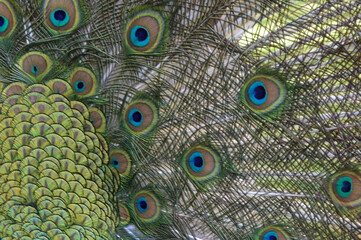 Obraz premium Plumas de pavo real vibrantes con detalle