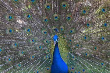 Pavo real abierto en un parque