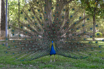 Un majestuoso pavo real mostrando su impresionante plumaje ante la cámara.