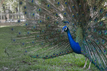 Pavo real majestuoso mostrando su impresionante plumaje