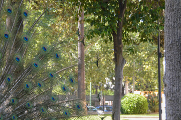 Plumas de pavo real sobre un exuberante fondo verde