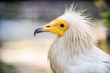 Egyptian vulture close-up detail. White vulture with yellow bill