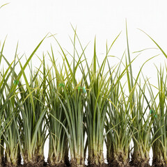 Naklejka premium Lush Green Blades: A vibrant display of closely planted green blades create a fresh and lively feeling. Perfect for nature and natural projects. 