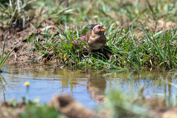 Eurasian Crimson drinking water by the stream