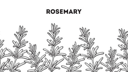 Rosemary sketch. Horizontal seamless pattern. Hand drawn vector illustration. Apothecary plant drawing. Medicinal plant, herbal remedies. Natural rosemary. Kitchen spice.