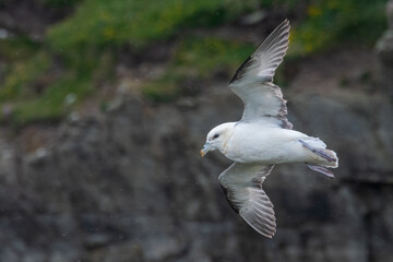 Fulmar (Fulmarus glacialis) flying in front of the cliffs on a rainy day, Lerwick, Shetland Islands.
