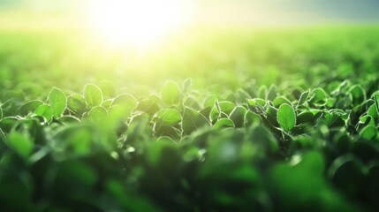 Closeup young plants field daylight