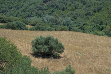 Árbol solitario en un prado seco con un frondoso bosque al fondo