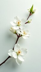 Obraz premium Delicate white blossoms, ethereal leaves on pure white backdrop, image, simple