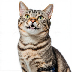 Obraz premium Smiling Tabby Cat: Captivating portrait of a happy tabby cat, showcasing a charming smile with a delightful expression, with a playful and lighthearted atmosphere.
