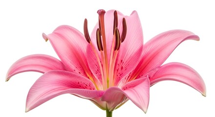 Fototapeta premium Close-up of a vibrant pink lily blossom.