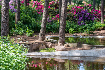 Capybara is sitting in the grass. family of capybaras, Hydrochoerus hydrochaeris, on the edge of pond