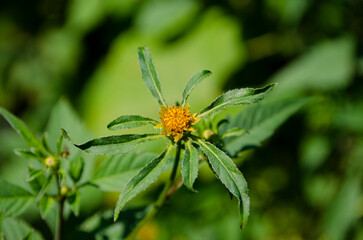Small yellow Bidens flower with soft green background