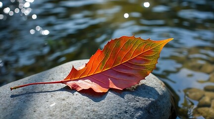 Single vibrant autumn leaf resting on a smooth stone beside a body of water with dappled sunlight