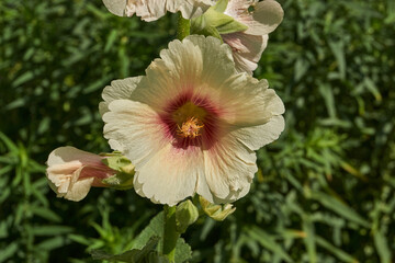 Mallow blooms on the lawn in the garden. Mallow flower close-up.