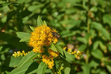 The fly collects nectar and pollen from the flowers. Summer.