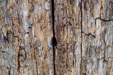 Weathered Wood Texture with Deep Split and Rough Surface